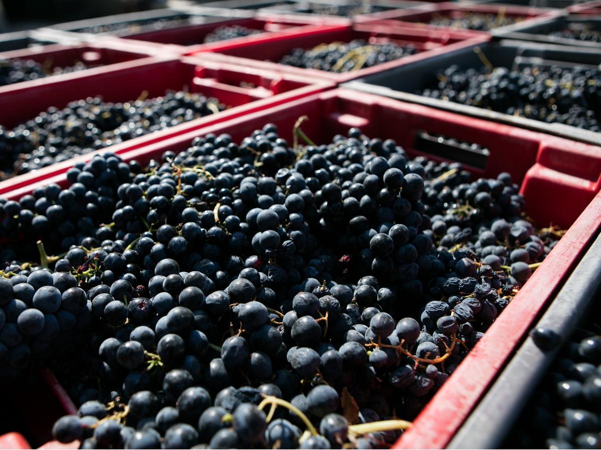 Quinta Da Gricha 호텔 Ervedosa do Douro 외부 사진