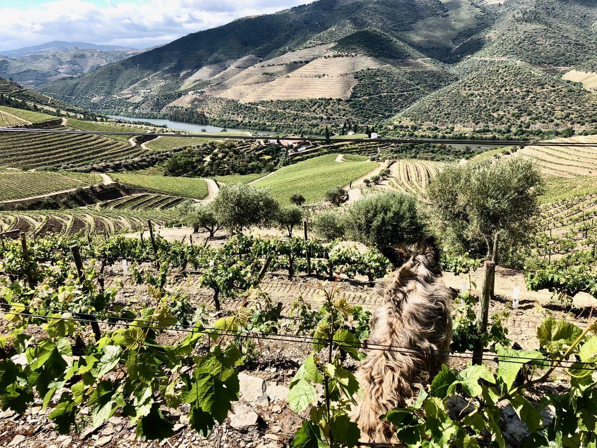 Quinta Da Gricha 호텔 Ervedosa do Douro 외부 사진