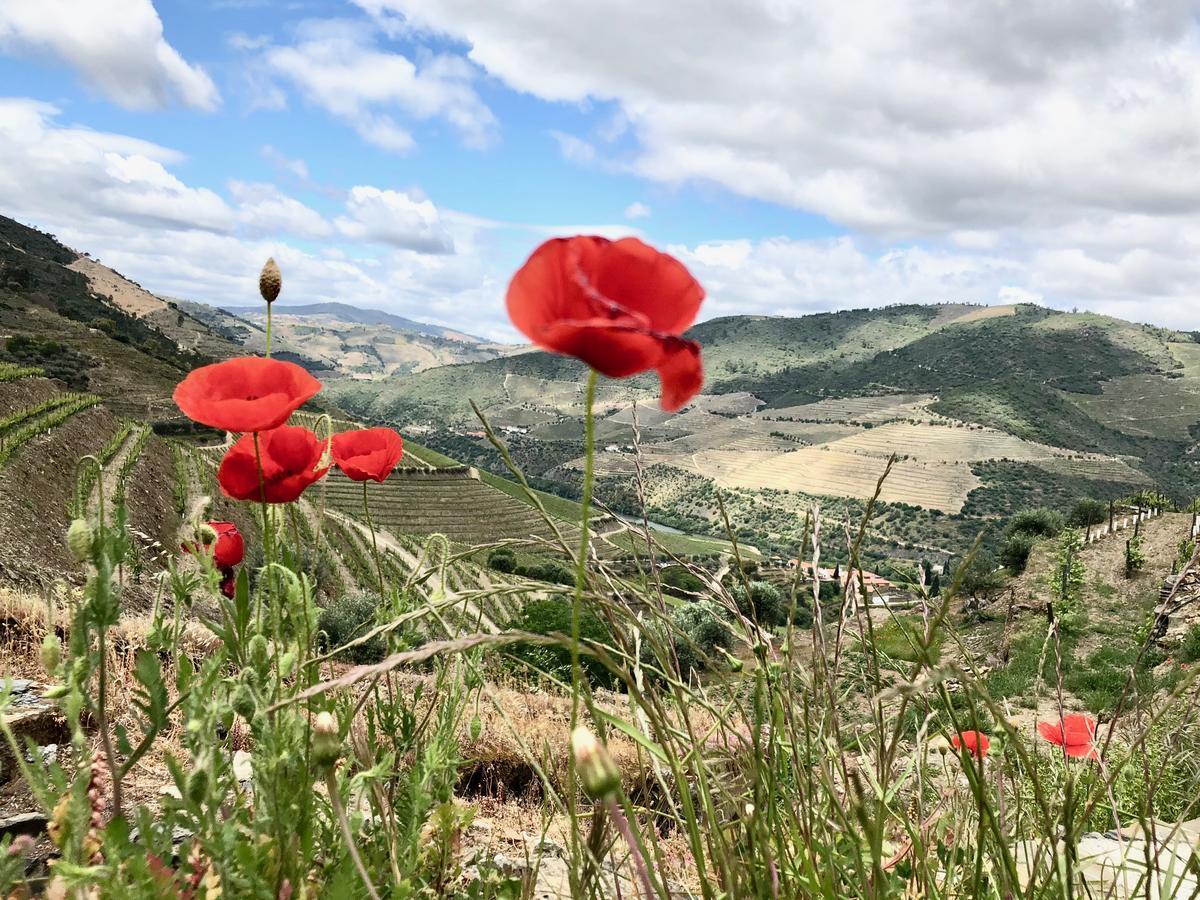 Quinta Da Gricha 호텔 Ervedosa do Douro 외부 사진
